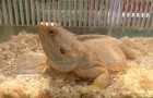 Checkout the bearded dragon!
