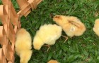 Chick, chick and more chicks